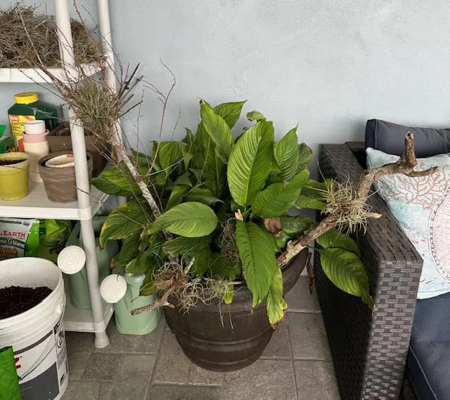 Wild Florida Ball Moss Air Plant on Natural Branch- Home Decor & pet terrarium Choose Your Size for Indoor or Outdoor Gardens