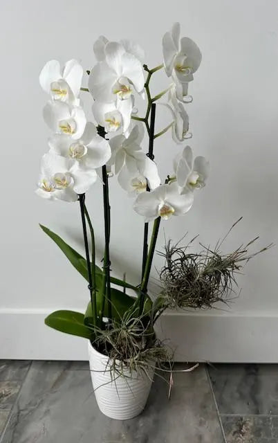 Wild Florida Ball Moss Air Plant on Natural Branch- Home Decor & pet terrarium Choose Your Size for Indoor or Outdoor Gardens