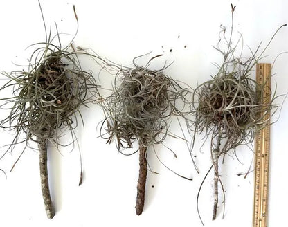 Wild Florida Ball Moss Air Plant on Natural Branch- Home Decor & pet terrarium Choose Your Size for Indoor or Outdoor Gardens