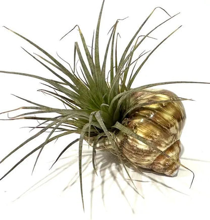 Hand-Selected Live Air Plants in Unique Shells - Perfect for Gifts, Decor, Wedding Favors & More! Free Surprise Gift Included!