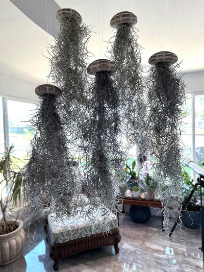 Spanish Moss Jellyfish Air Plant Hanging Decor - Unique Beachy Gift