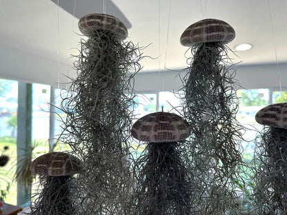 Spanish Moss Jellyfish Air Plant Hanging Decor - Unique Beachy Gift
