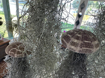 Spanish Moss Jellyfish Air Plant Hanging Decor - Unique Beachy Gift