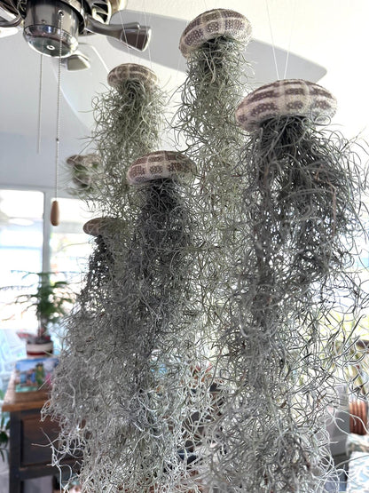 Spanish Moss Jellyfish Air Plant Hanging Decor - Unique Beachy Gift
