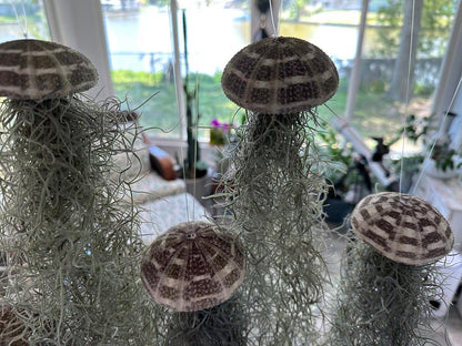 Spanish Moss Jellyfish Air Plant Hanging Decor - Unique Beachy Gift