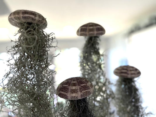 Spanish Moss Jellyfish Air Plant Hanging Decor - Unique Beachy Gift
