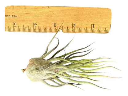 Pruinosa Guatamala- 4"-5"- Silvery Fuzzy Air Plant with Textured Leaves | Low-Maintenance, Unique Living Plant from Central America