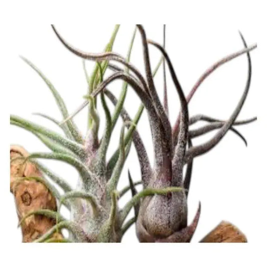Pruinosa Guatamala- 4"-5"- Silvery Fuzzy Air Plant with Textured Leaves | Low-Maintenance, Unique Living Plant from Central America