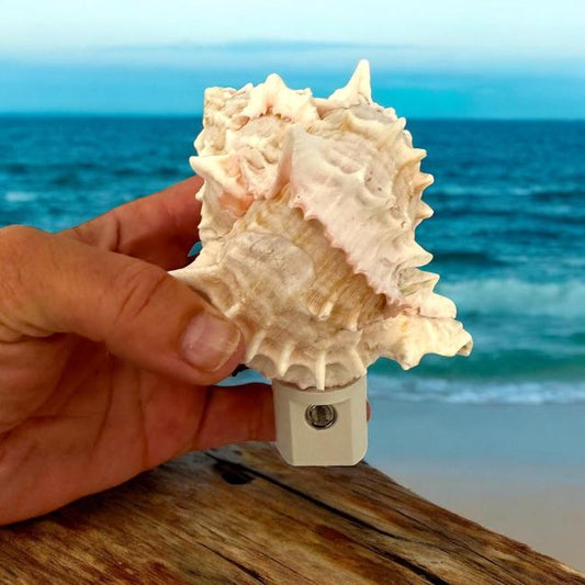 Coastal Pink Murex Shell Night Light - Dusk-to-Dawn LED Sensor Light- Beach Home Decor Gift, Bathroom Night Light