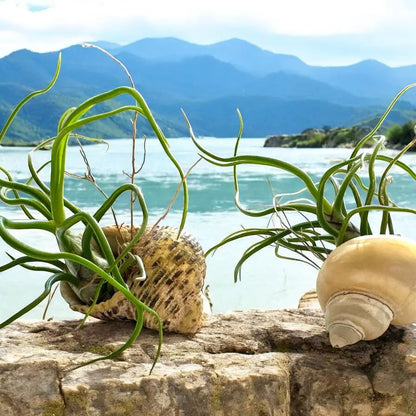Twisty Tillandsia Bulbosa Air Plant with Curly Tentacle Leaves | Easy-Care Houseplant or Unique Gift for Plant Lvers | Tropical Live Plant
