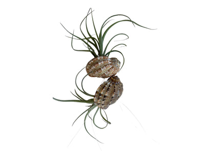 Air Plant Baileyi-X Sidewinder Streptophylla- Unique Tillandsia Hybrid Air Plant- 4"-5"- Home Decor for Plant Lovers- no soil needed- easy