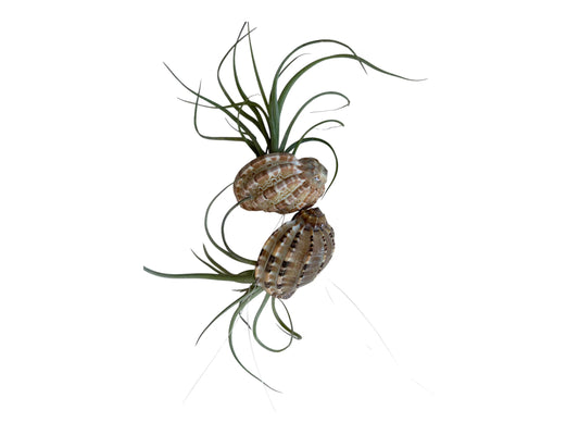 Air Plant Baileyi-X Sidewinder Streptophylla- Unique Tillandsia Hybrid Air Plant- 4"-5"- Home Decor for Plant Lovers- no soil needed- easy