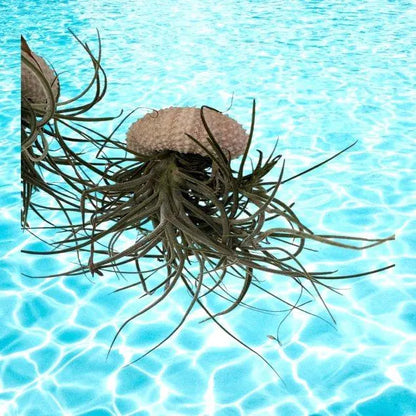 Enchanting Spanish Moss Jellyfish Air Plant Sea Urchin Design for Coastal Decor & Unique Gift