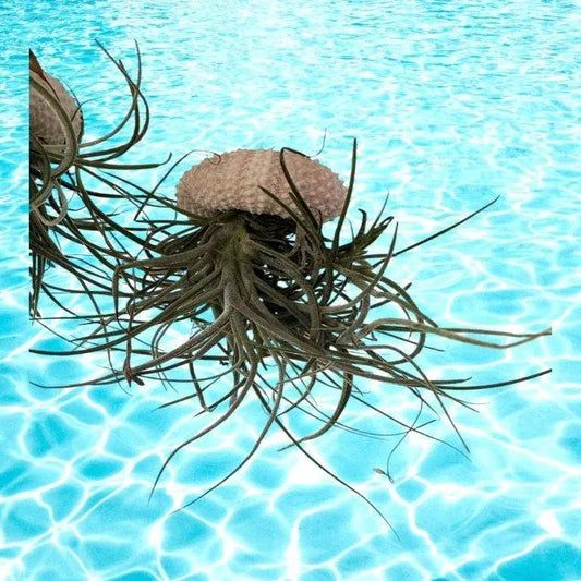 Enchanting Spanish Moss Jellyfish Air Plant Sea Urchin Design for Coastal Decor & Unique Gift