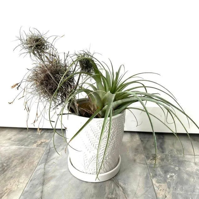 Wild Florida Ball Moss Air Plant on Natural Branch- Home Decor & pet terrarium Choose Your Size for Indoor or Outdoor Gardens
