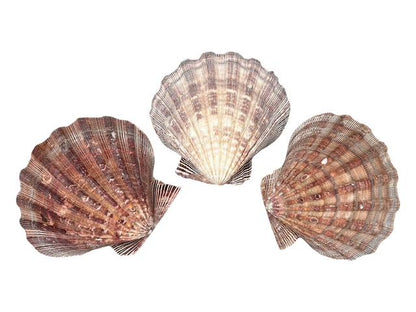 Natural Scallop Seashell Night Light-  Handmade- Heavy Natural Shell- Auto On/Off LED Light- Beach House- Ocean-Inspired Gift