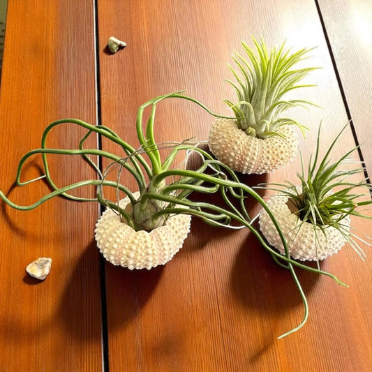 Sea Urchin Shell & Air Plant- Set of 3 for Office & Home Decor - Eco-Friendly Gift Idea - Pet-Safe