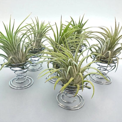 Ionantha Rubra Air Plant in Silver Spiral Holder – Super Easy-Care, Adjustable Plant Stand, Minimalist Decor, Desk or Shelf Accent
