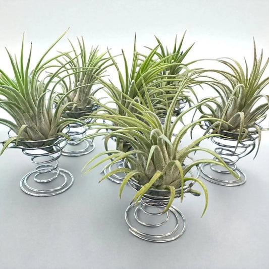 Ionantha Rubra Air Plant in Silver Spiral Holder – Super Easy-Care, Adjustable Plant Stand, Minimalist Decor, Desk or Shelf Accent