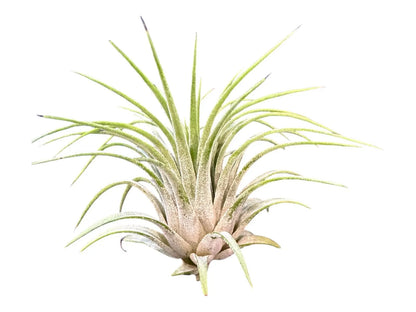 Ionantha Rubra Air Plant in Silver Spiral Holder – Super Easy-Care, Adjustable Plant Stand, Minimalist Decor, Desk or Shelf Accent