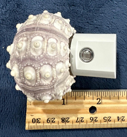 Sputnik Sea Urchin Night Light – Automatic On/Off, Long-Lasting Bulb, 2.5" Coastal Shell Light- Beach Décor- Unique Gift
