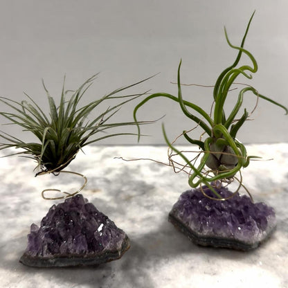 SET-2 Amethyst Geode Crystal Air Plant Holders with Air Plants - Unique Birthday