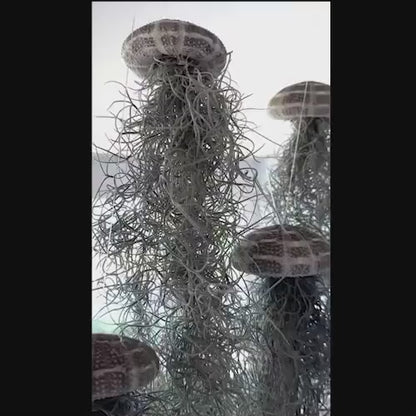Spanish Moss Jellyfish Air Plant Hanging Decor - Unique Beachy Gift