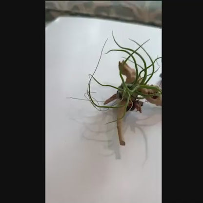 Twisty Tillandsia Bulbosa Air Plant with Curly Tentacle Leaves | Easy-Care Houseplant or Unique Gift for Plant Lvers | Tropical Live Plant