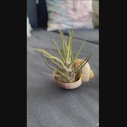 Pruinosa Guatamala- 4"-5"- Silvery Fuzzy Air Plant with Textured Leaves | Low-Maintenance, Unique Living Plant from Central America