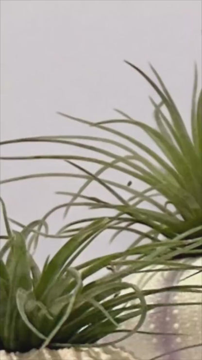 Live Wild Air Plant in Sea Urchin Shell- Tillandsia Stricta - Unique Gift