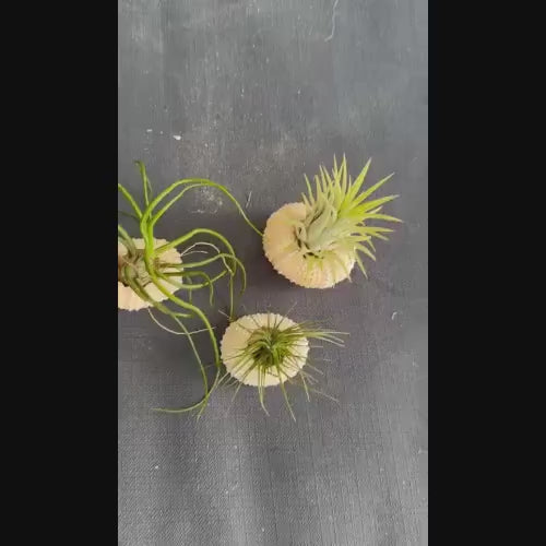 Sea Urchin Shell & Air Plant- Set of 3 for Office & Home Decor - Eco-Friendly Gift Idea - Pet-Safe