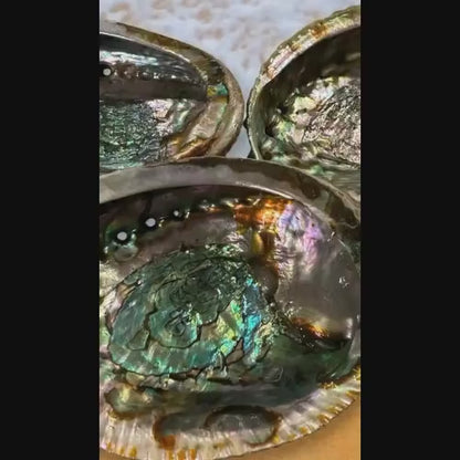 Large 5"-7" Natural Abalone Shell- Jewelry Dish / Coastal Decor – Perfect for Smudging & Crystal Cleansing
