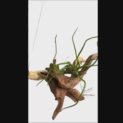 Natural Spider Driftwood Hanging Air Plant Display 4"-8" | Tillandsia Bulbosa on Unique Spider Wood | Easy-Care Living Decor | Unique Gift
