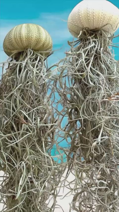 Jellyfish Spanish Moss Live Hanging Air Plant Ornament in Sea Urchin Shell- 2 Sizes/ 3 Options