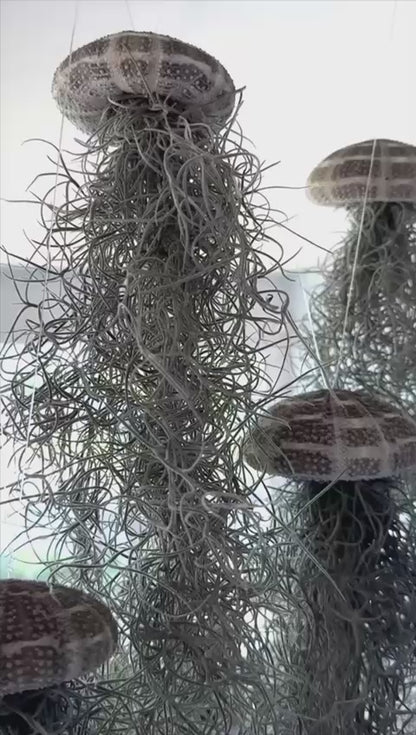 Jellyfish Spanish Moss Live Hanging Air Plant Ornament in Sea Urchin Shell- 2 Sizes/ 3 Options