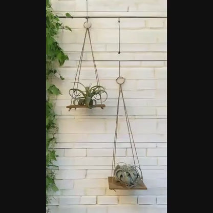 Hanging Teak Wood Air Plant Holder with Xerographica or Streptophylla Air Plant