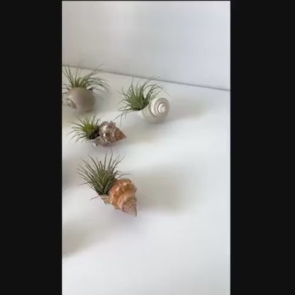 Air Plant With Natural Shell Holder- Unique gift- Banquet Place Cards, Boho Decor
