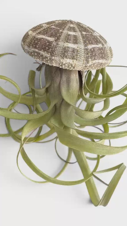 Natural Sea Urchin or Harp Shell Hanging Air Plant Streptophylla Beach Decor