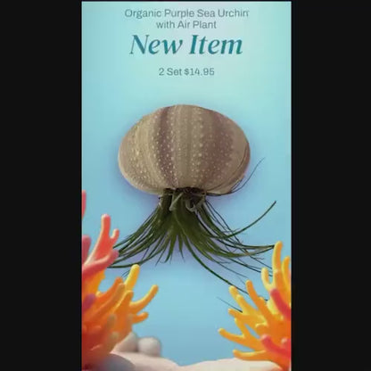 2 SET- Purple 3" Jellyfish Sea Urchin Air Plant- Tillandsia Hanging Home Decor