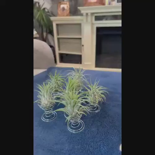 Ionantha Rubra Air Plant in Silver Spiral Holder – Super Easy-Care, Adjustable Plant Stand, Minimalist Decor, Desk or Shelf Accent