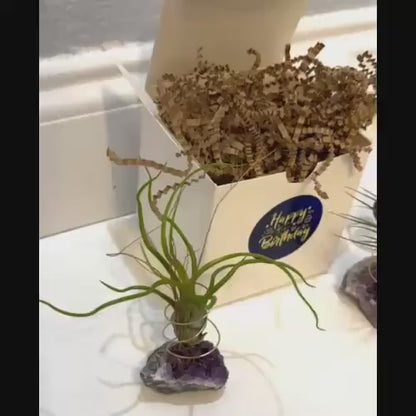 SET-2 Amethyst Geode Crystal Air Plant Holders with Air Plants - Unique Birthday