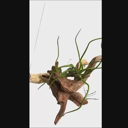 Natural Spider Driftwood Hanging Air Plant Display 4"-8" | Tillandsia Bulbosa on Unique Spider Wood | Easy-Care Living Decor | Unique Gift