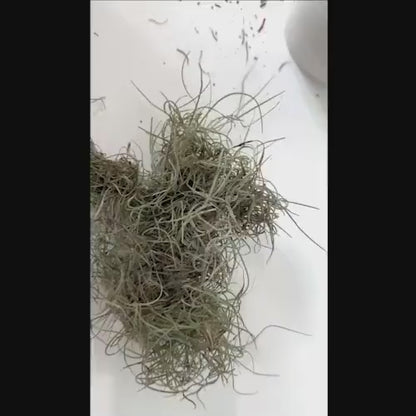 1 -5 GAL Premium Fresh Spanish Moss Air Plant - Healthy Tillandsia Usneoides - Wewdding & Home Decor, Orchids & Terrariums