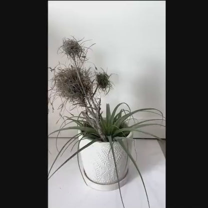 Wild Florida Ball Moss Air Plant on Natural Branch- Home Decor & pet terrarium Choose Your Size for Indoor or Outdoor Gardens