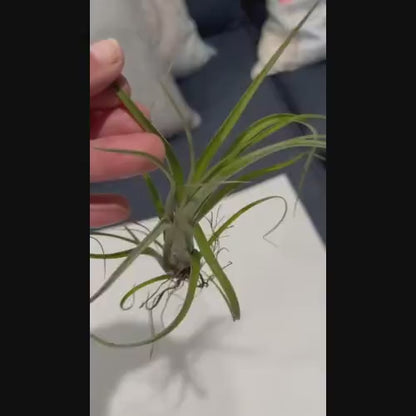 Air Plant Baileyi-X Sidewinder Streptophylla- Unique Tillandsia Hybrid Air Plant- 4"-5"- Home Decor for Plant Lovers- no soil needed- easy