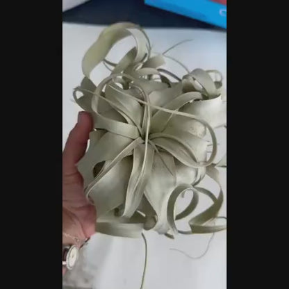 Xerographica Live Air Plant- Tillandsia