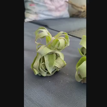 Streptophylla Unique Curly Leaf Air Plant - Soil-Free Tillandsia for Home Décor