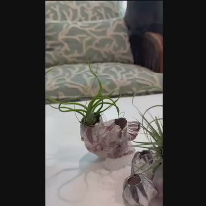 Natural Barnacle Cluster Seashell / Planter- Coastal Decor