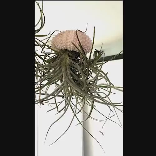 Enchanting Spanish Moss Jellyfish Air Plant Sea Urchin Design for Coastal Decor & Unique Gift