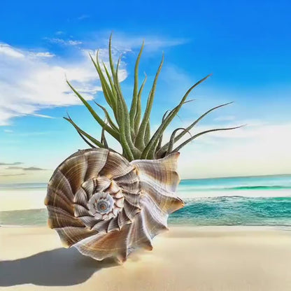 Pruinosa Air Plant Tillandsia in Natural Sinistrofulgur Shell- Plant Lovers Gift